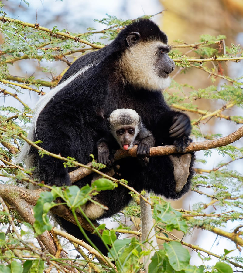 colobus conservation diani