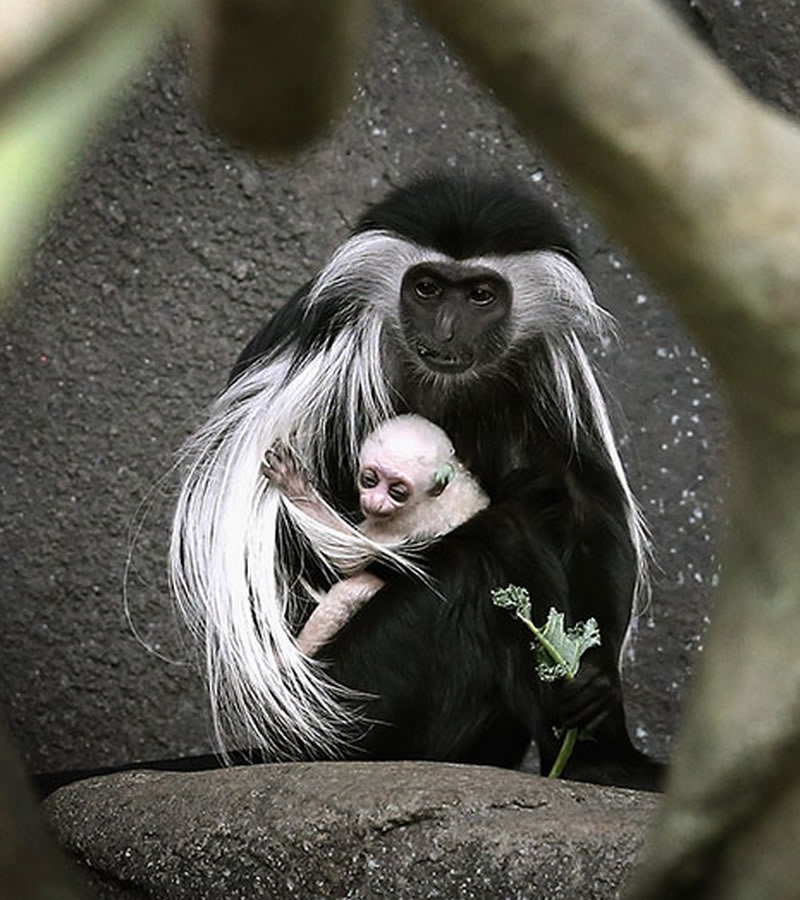 colobus conservation diani