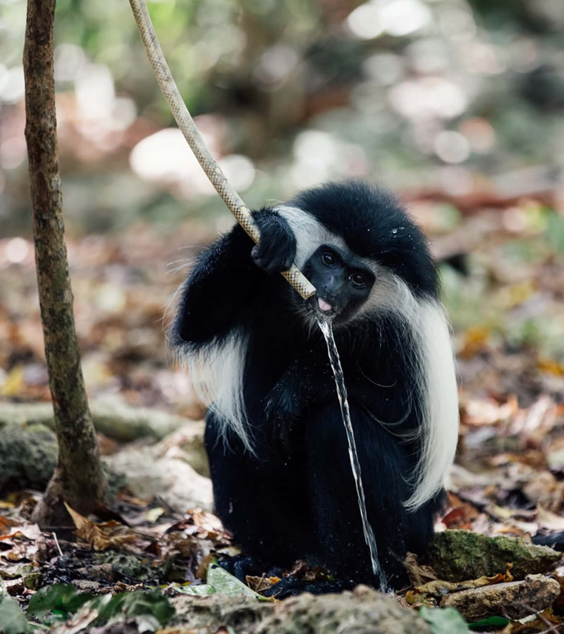colobus conservation diani