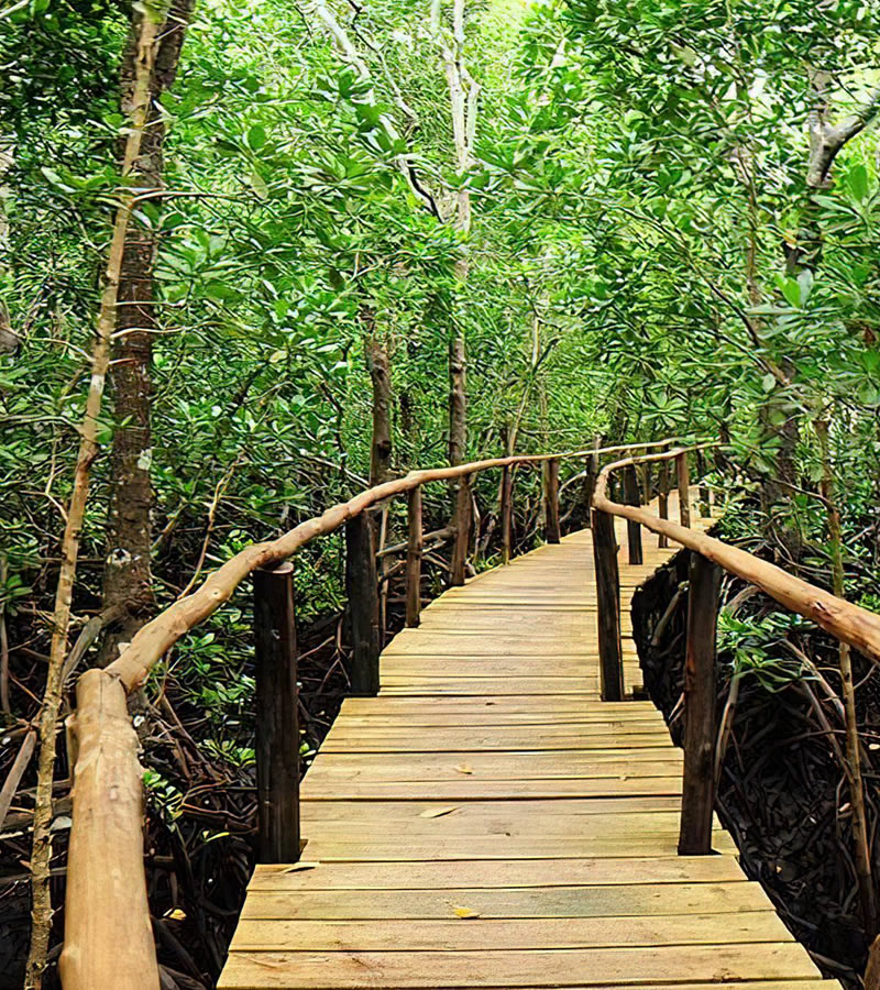 jozani forest