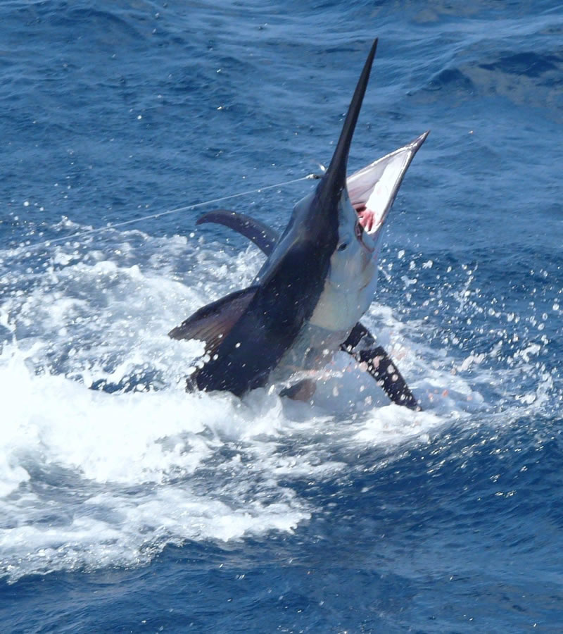 kenya coast deep sea fishing