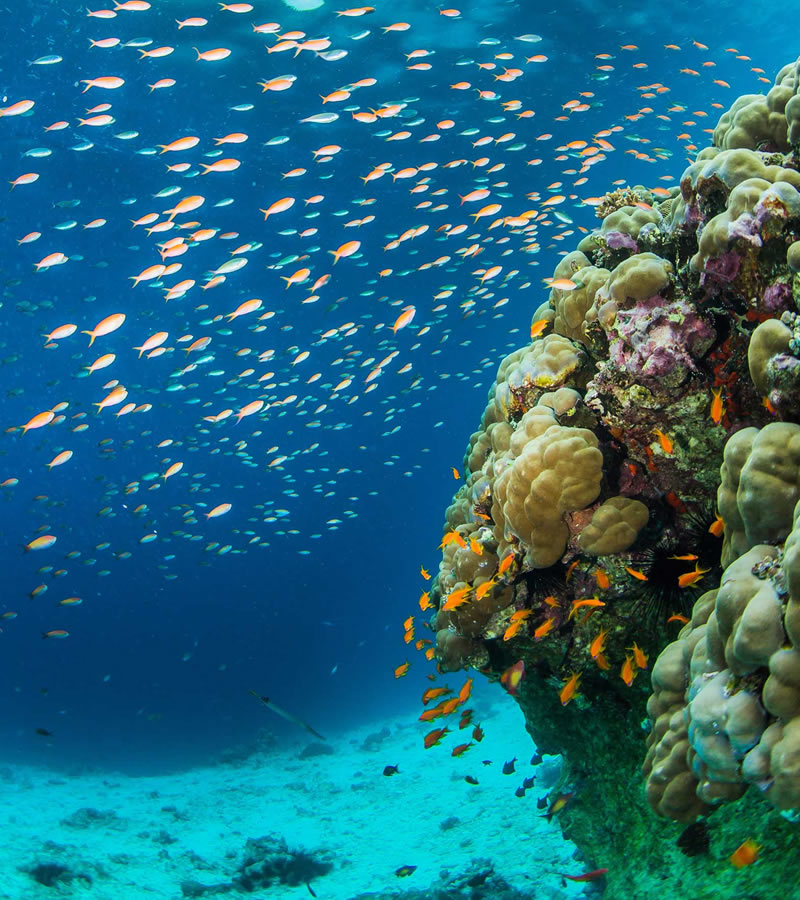 scuba diving in zanzibar
