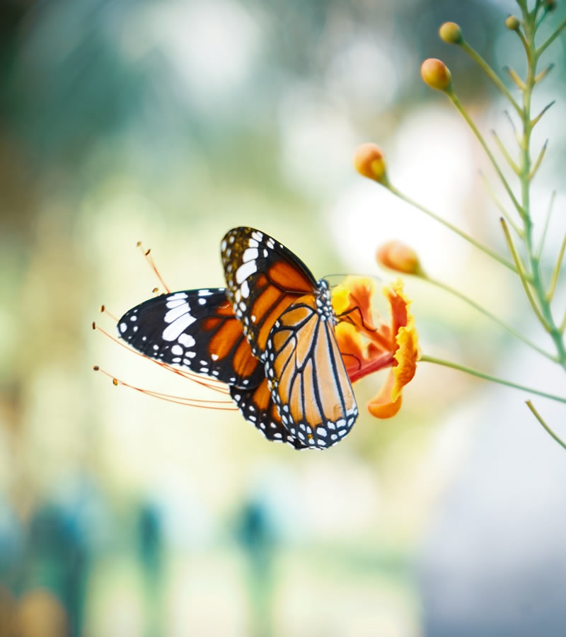 zanzibar butterfly center