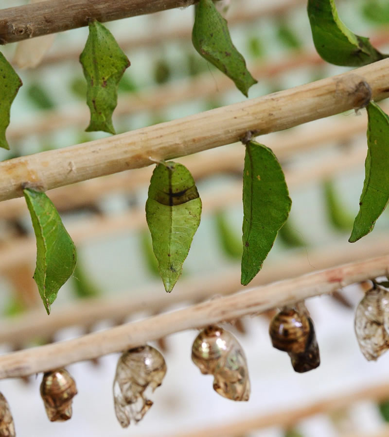 zanzibar butterfly center
