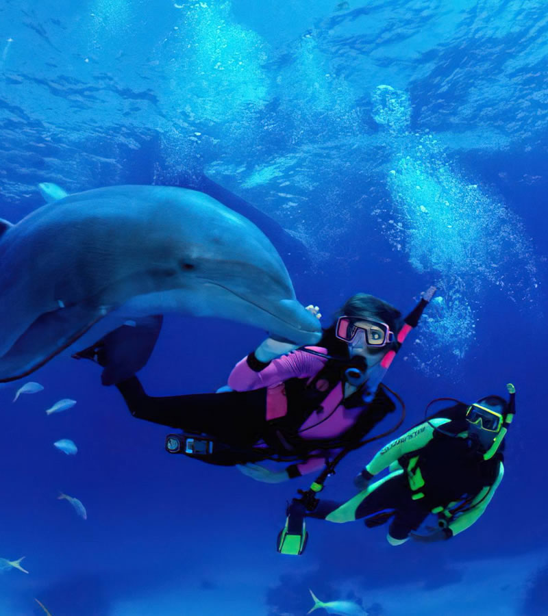 zanzibar dolphin tour
