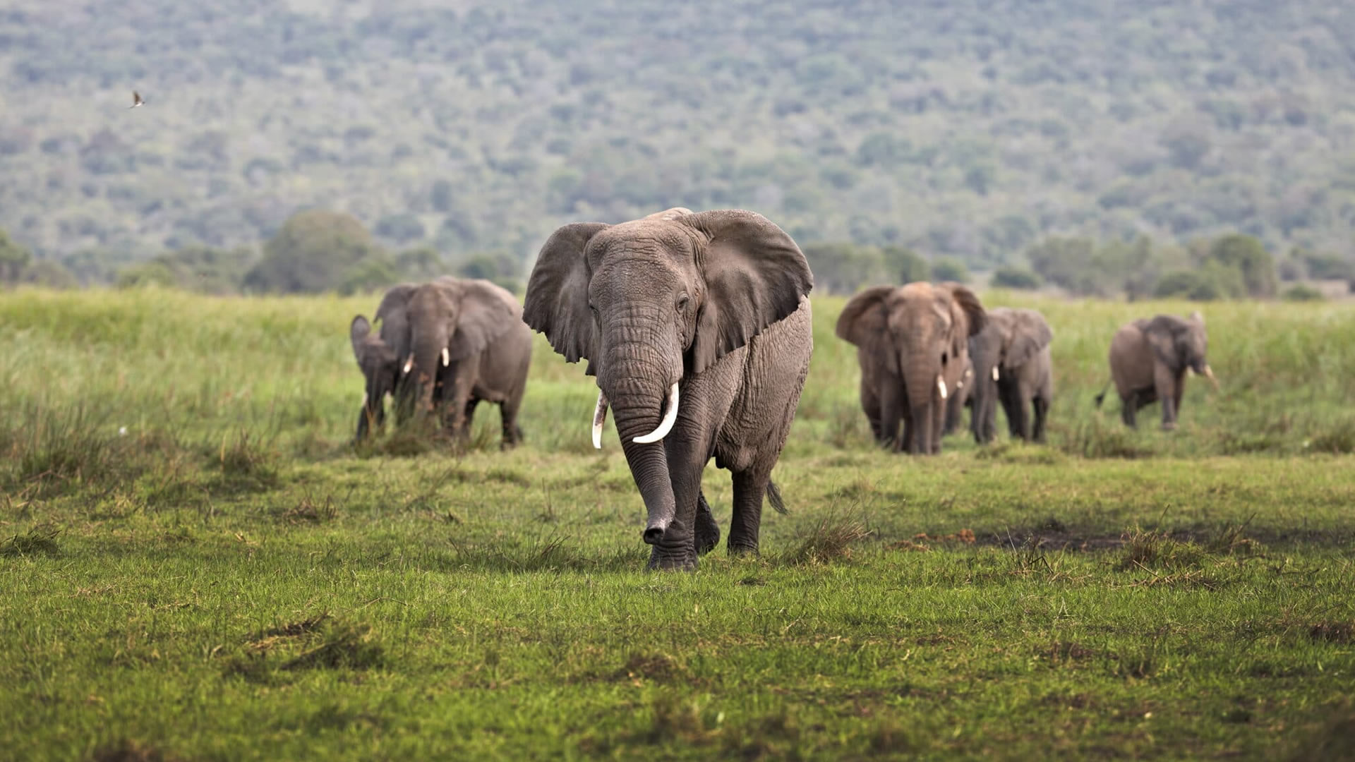 Akagera National Park