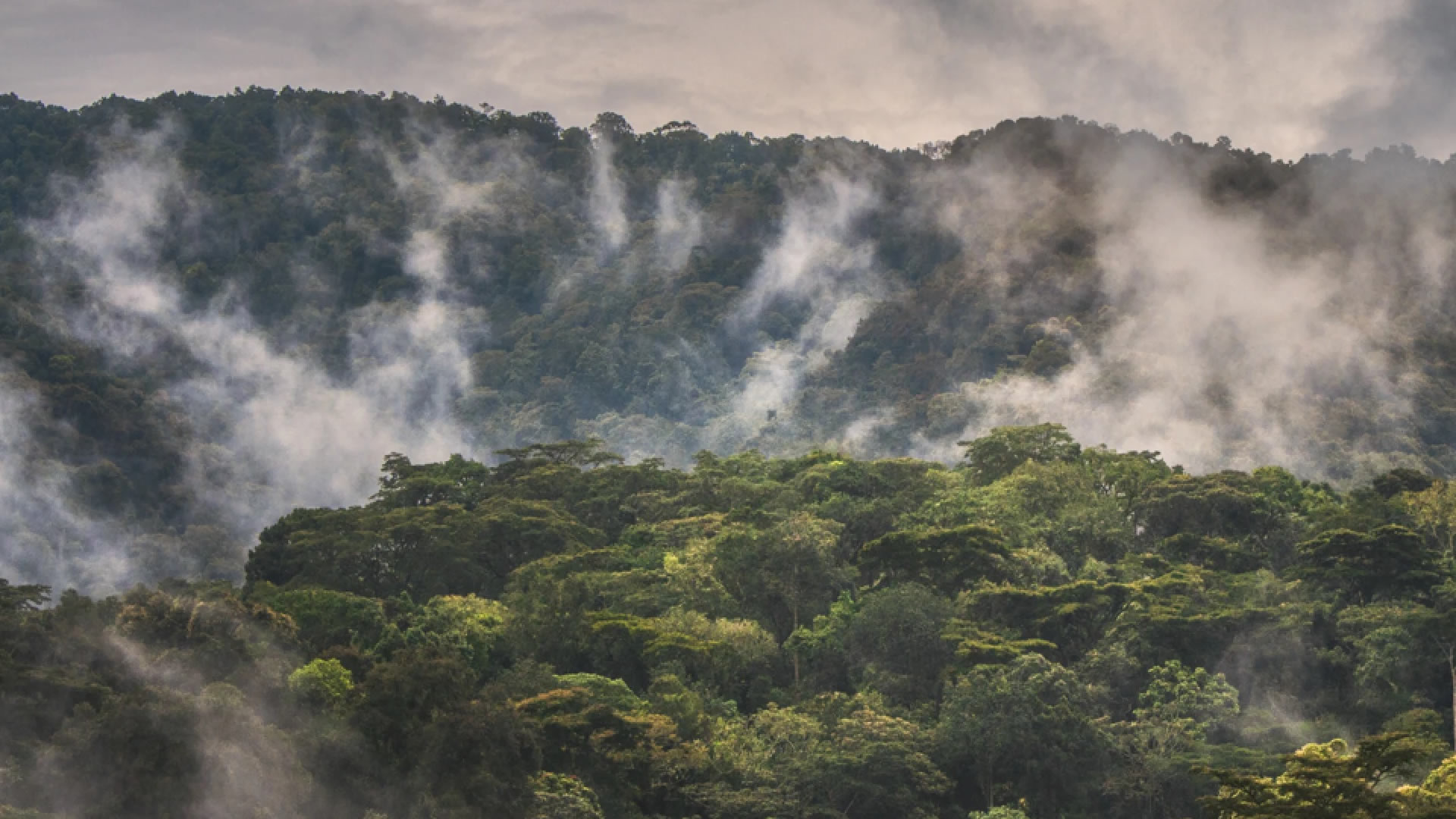 Bwindi Impenetrable National Park Bwindi Impenetrable National Park