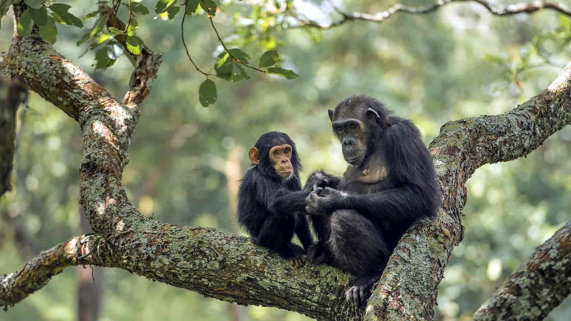 gombe national park