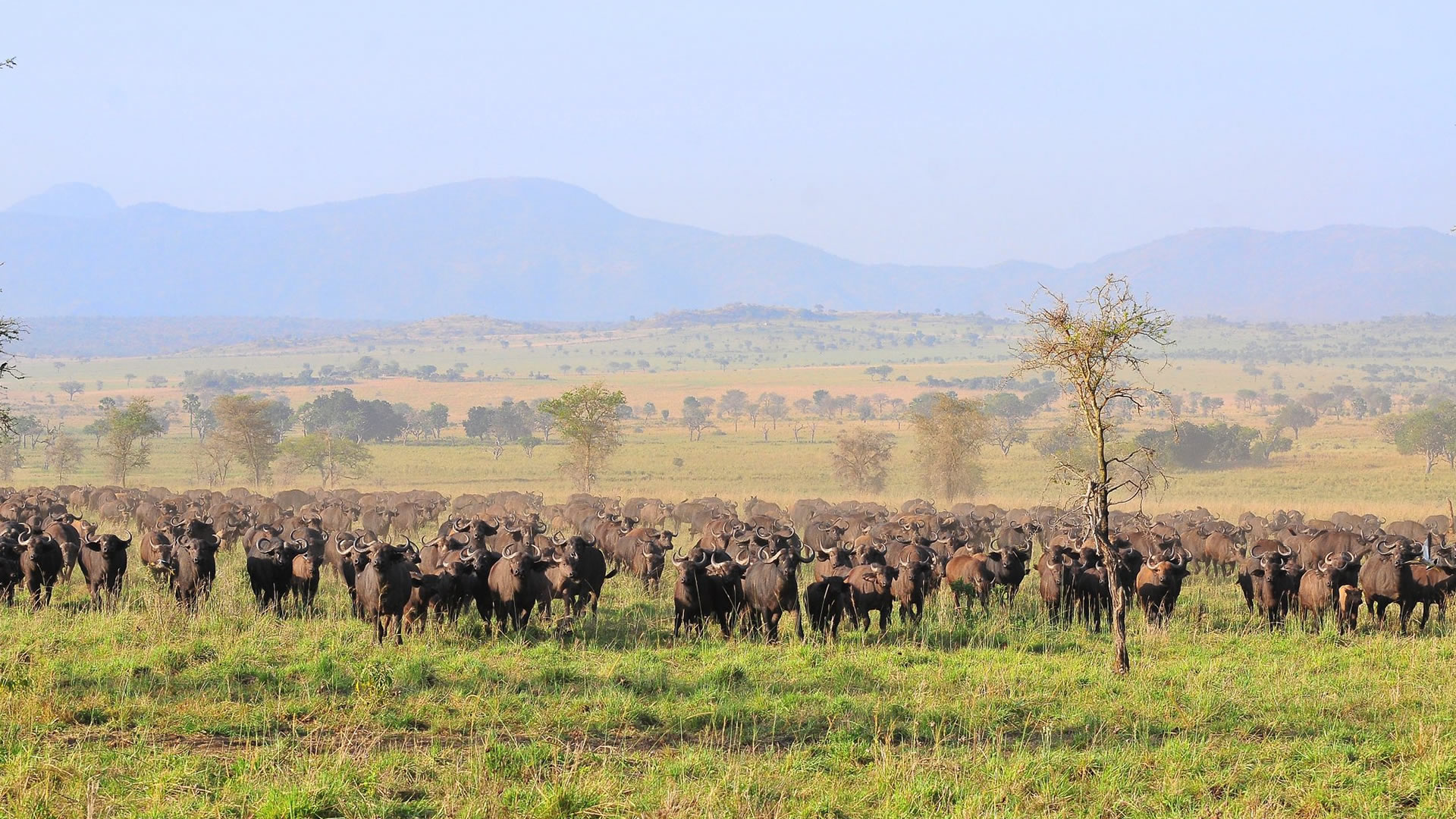 kidepo valley national park