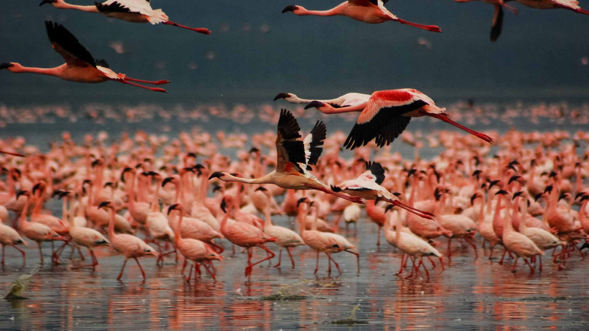 lake nakuru national park
