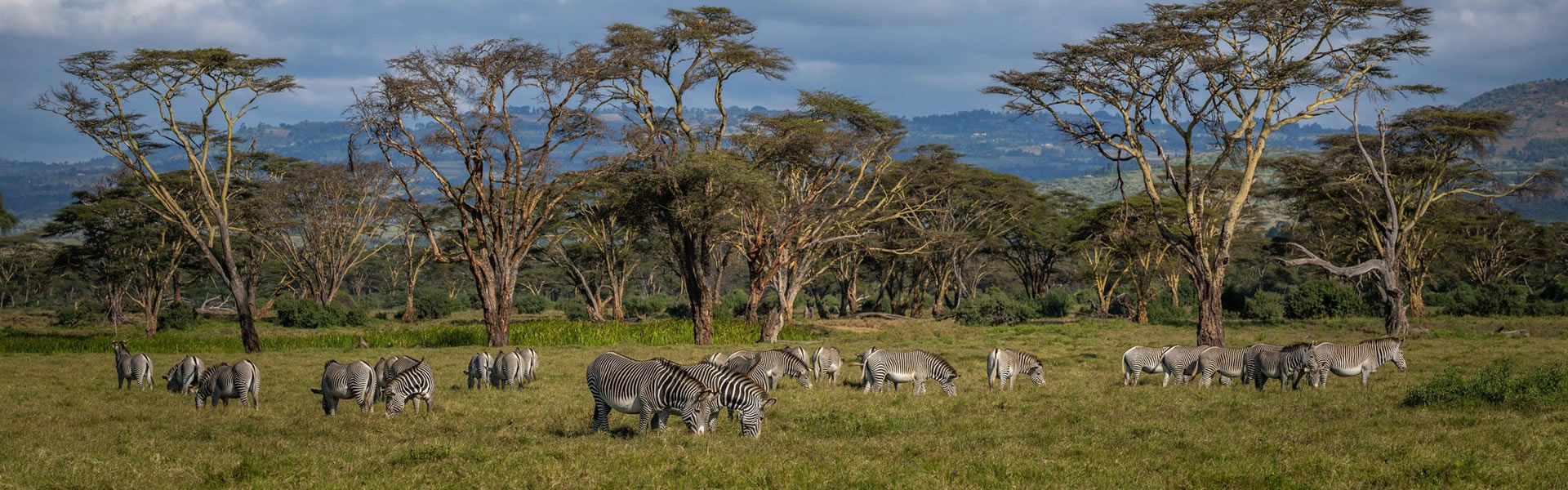Lewa Conservancy Lewa Conservancy