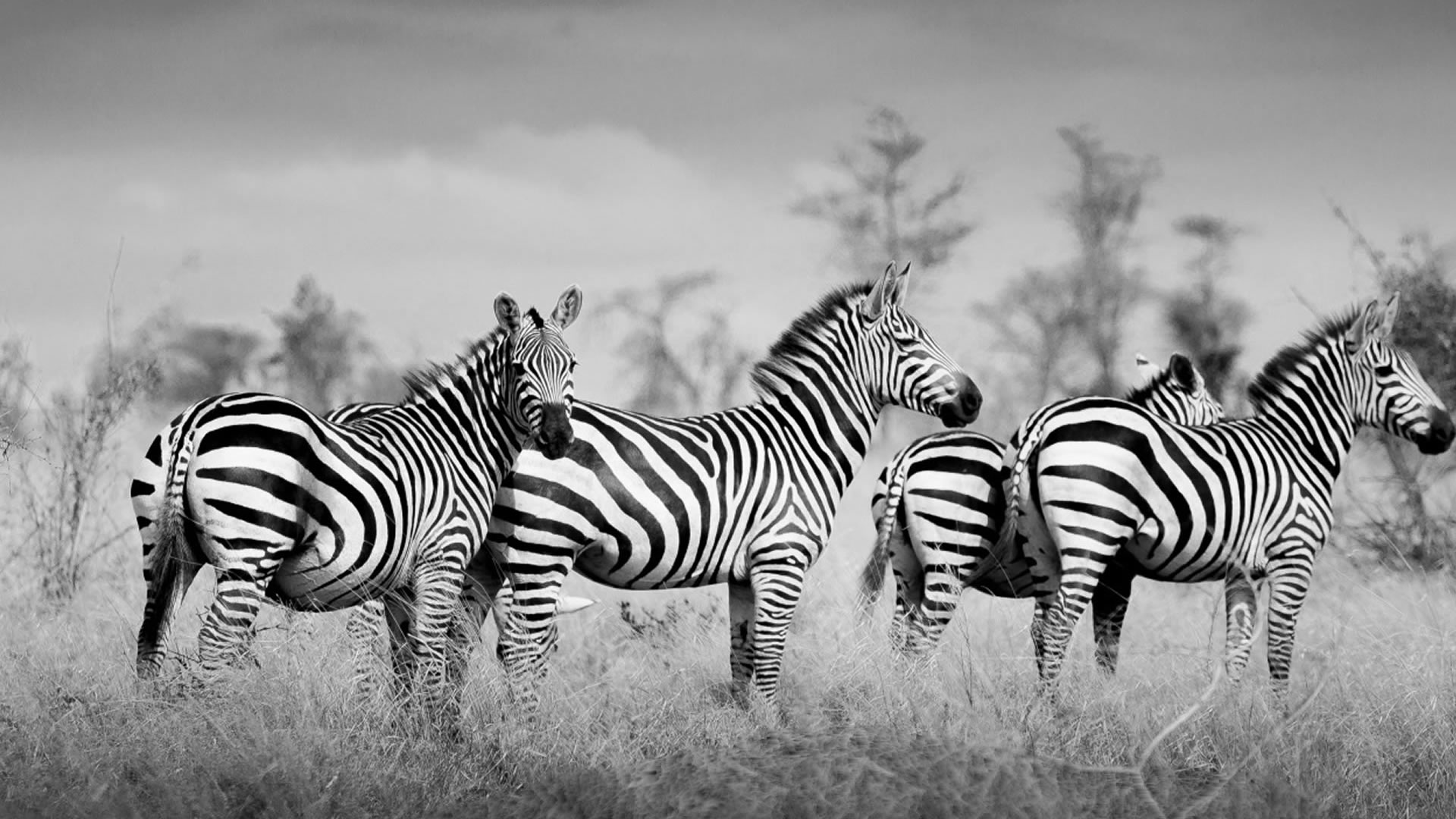 meru national park