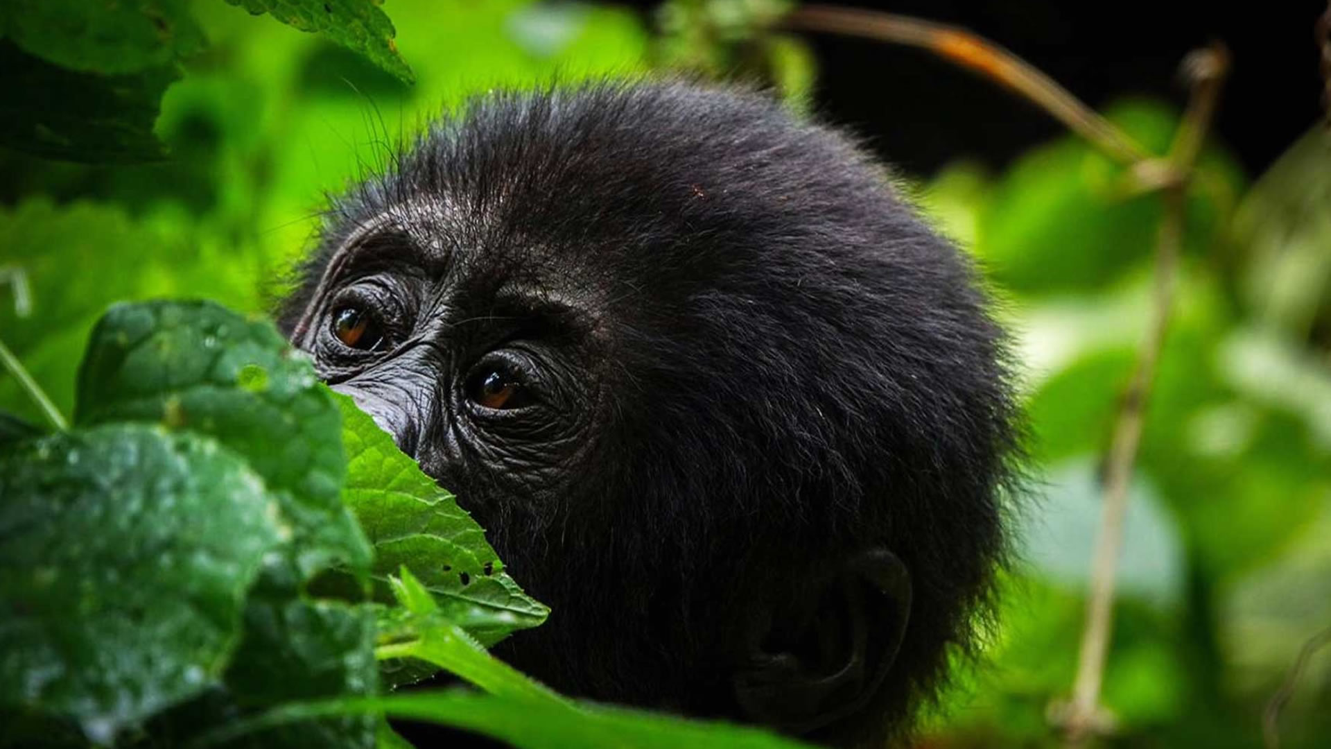 mgahinga gorilla national park