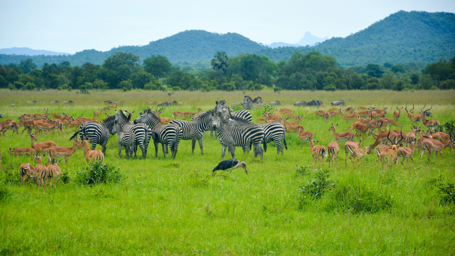 mikumi national park