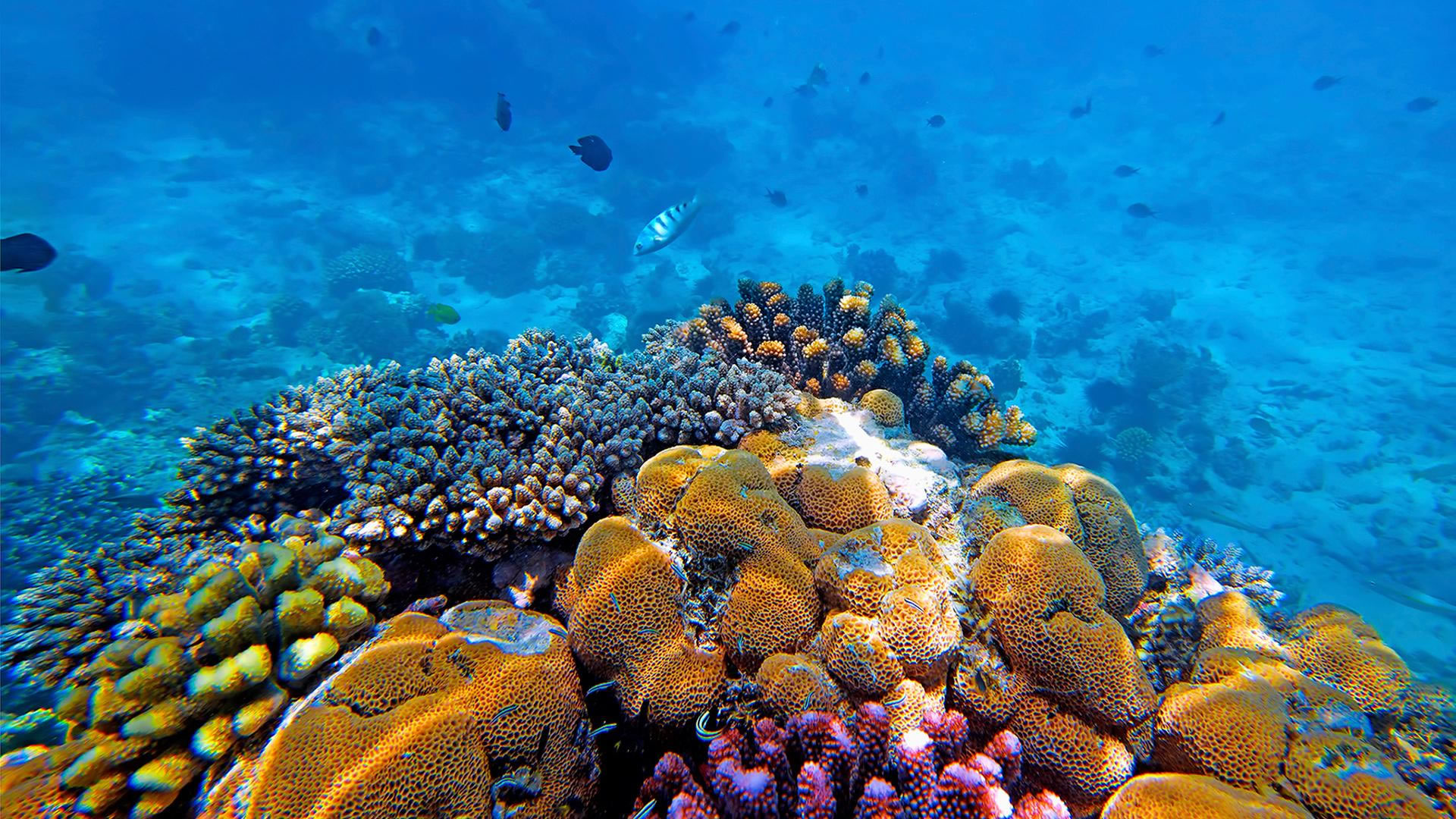 Mnemba Island