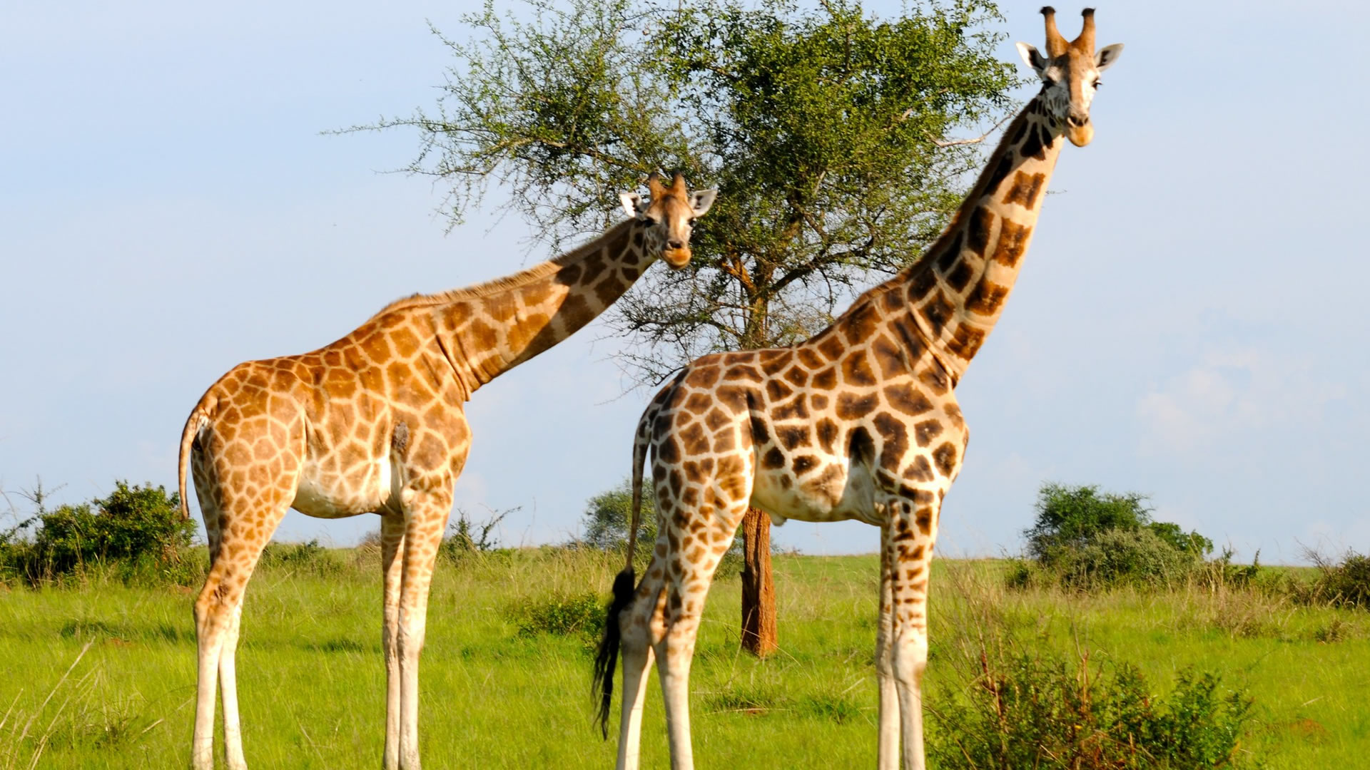 Murchison Falls National Park Murchison Falls National Park
