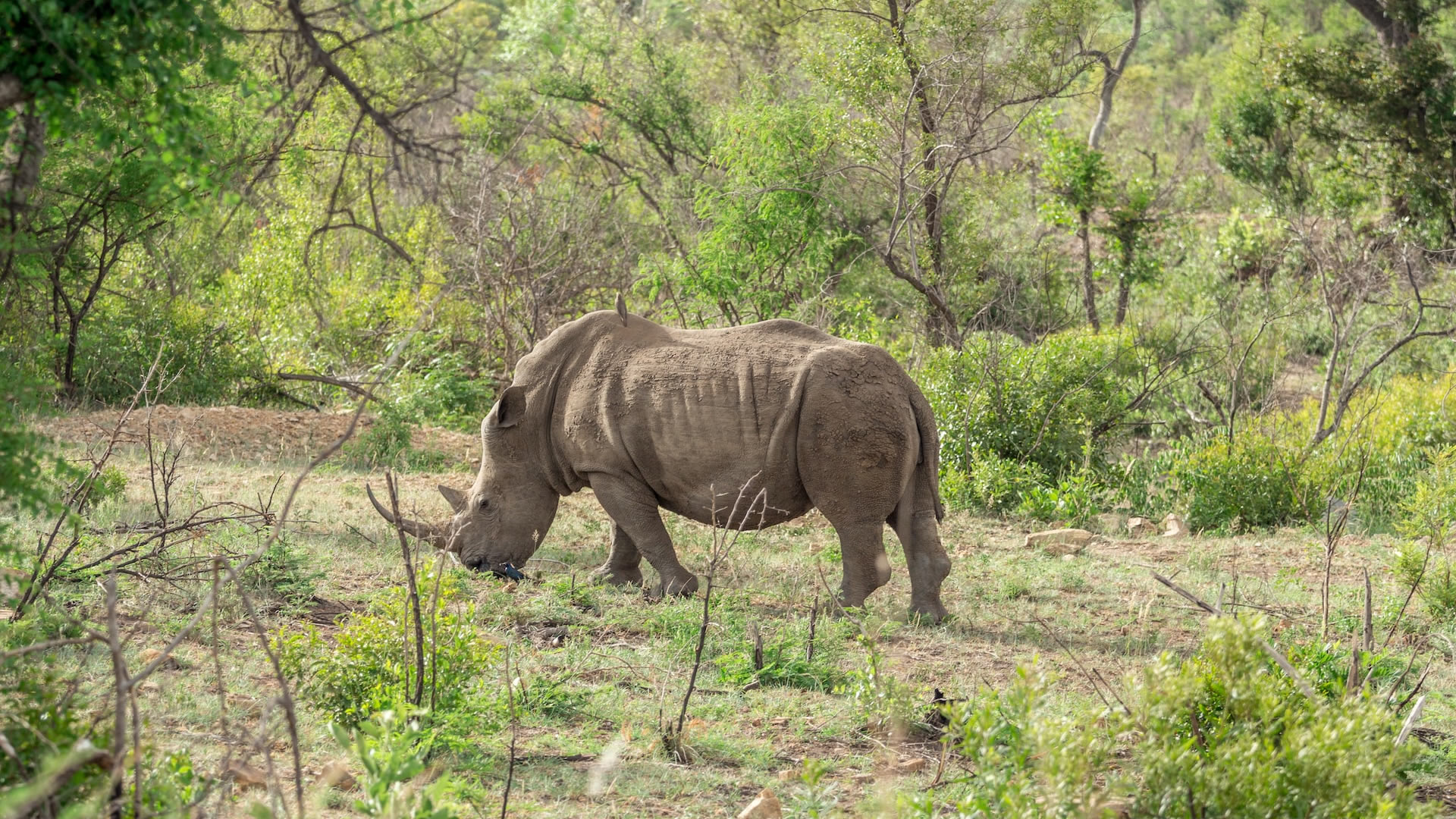 Murchison Falls National Park