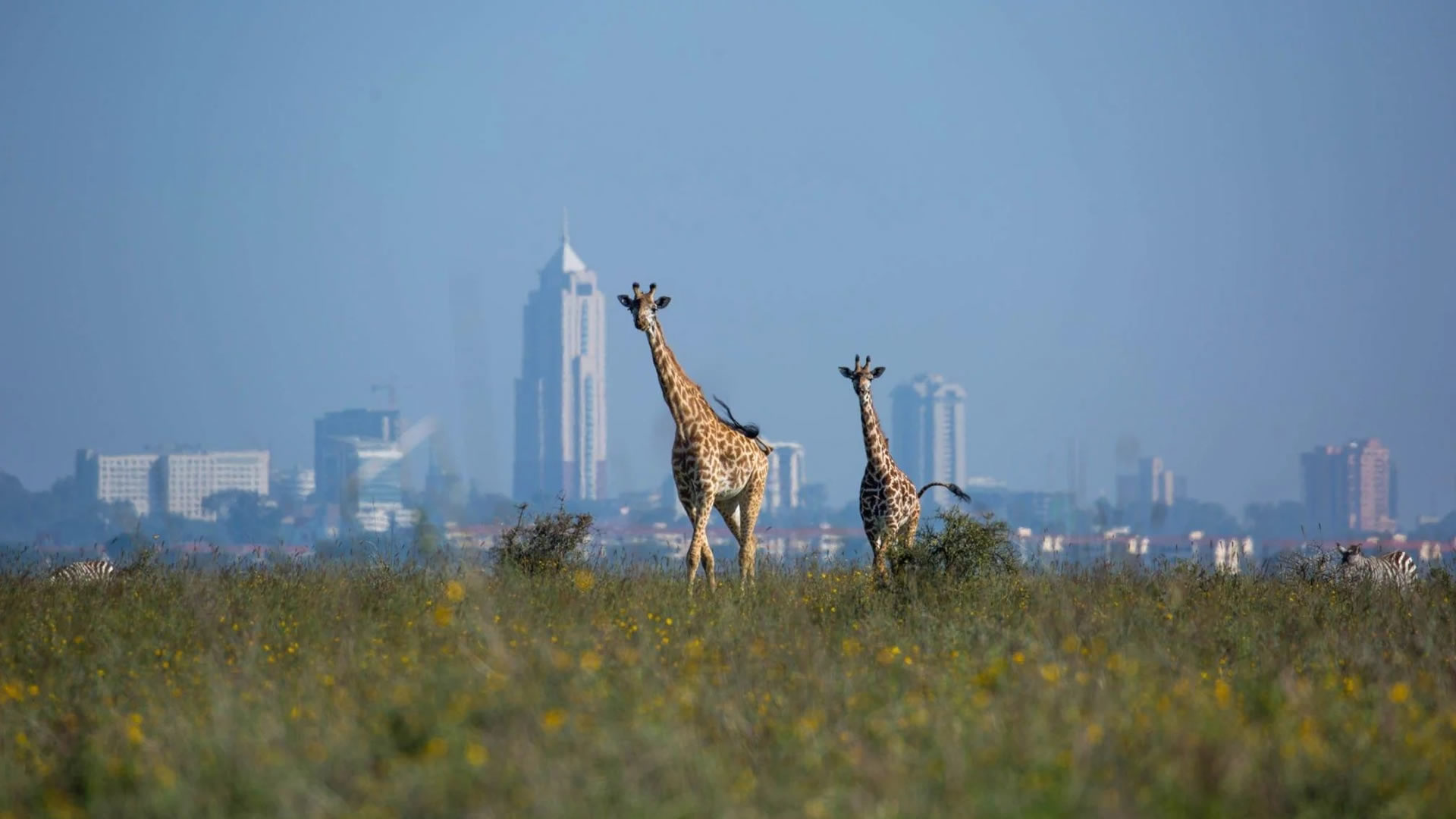 nairobi national park