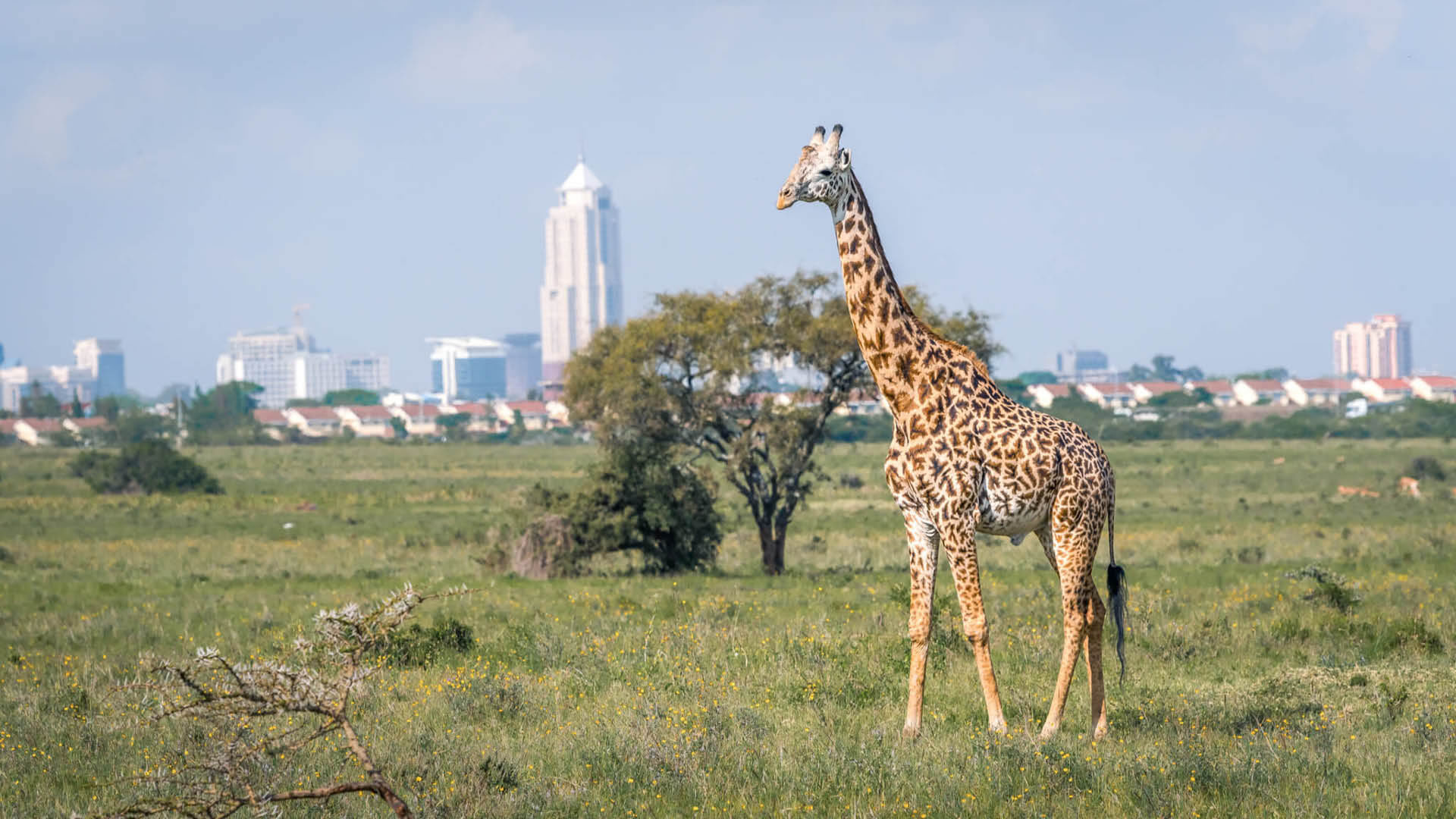 Nairobi National Park