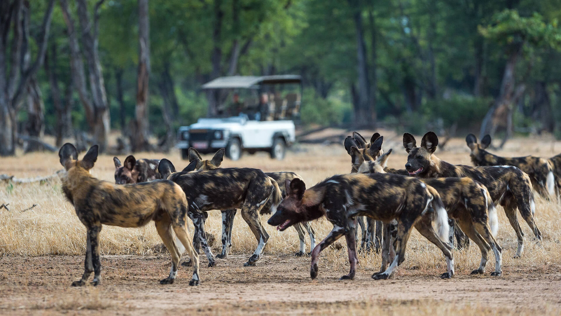 nyerere national park