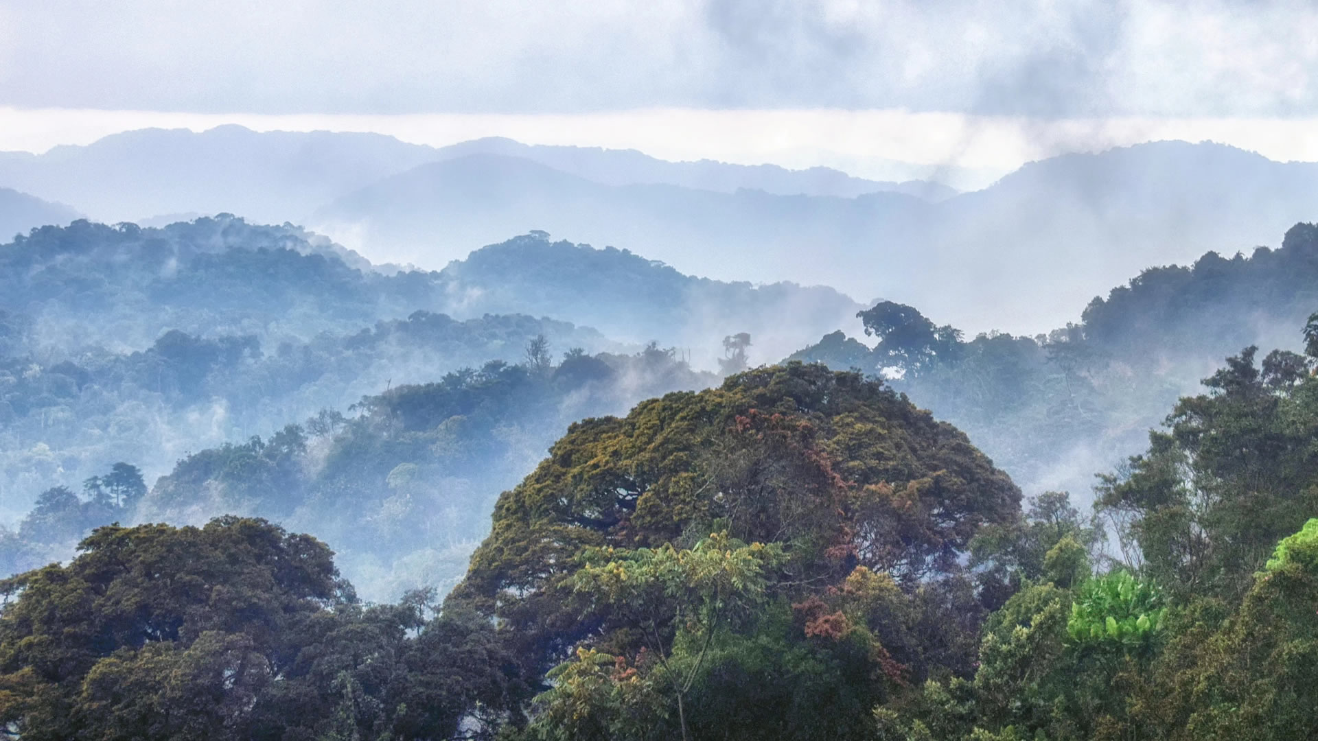 nyungwe forest national park