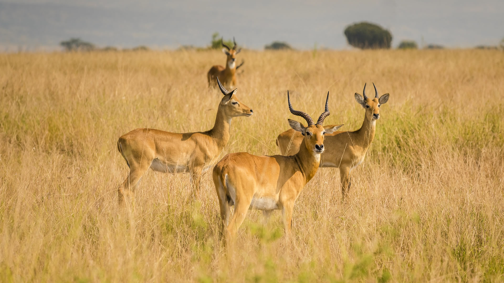 queen elizabeth national park