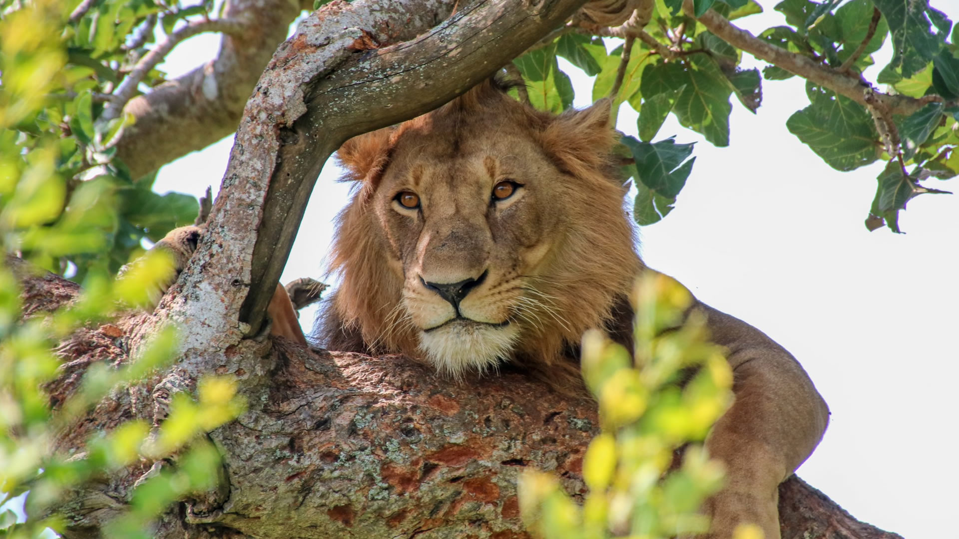 Queen Elizabeth National Park