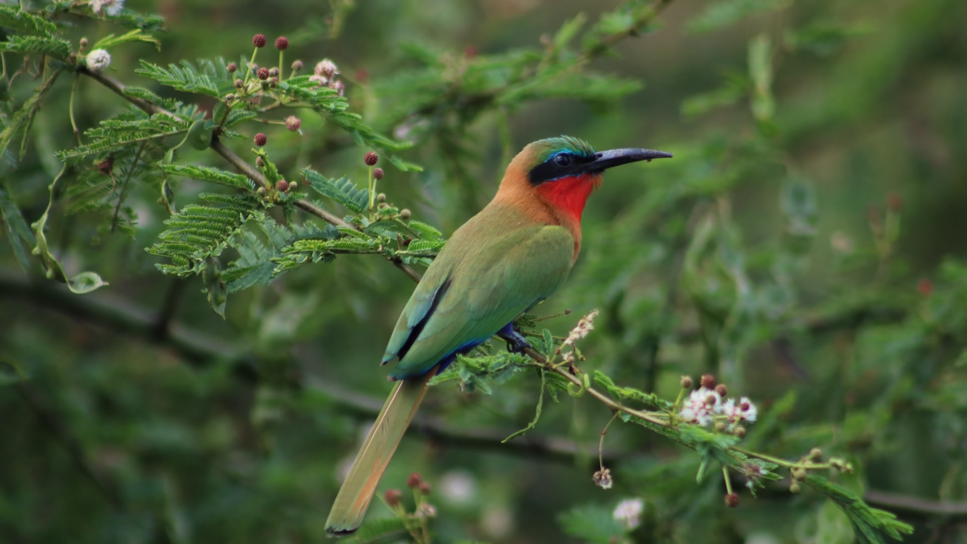 Queen Elizabeth National Park