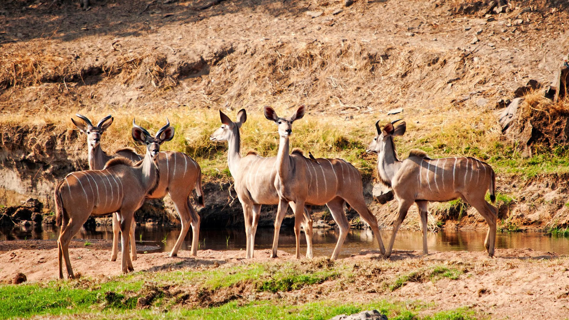 ruaha national park