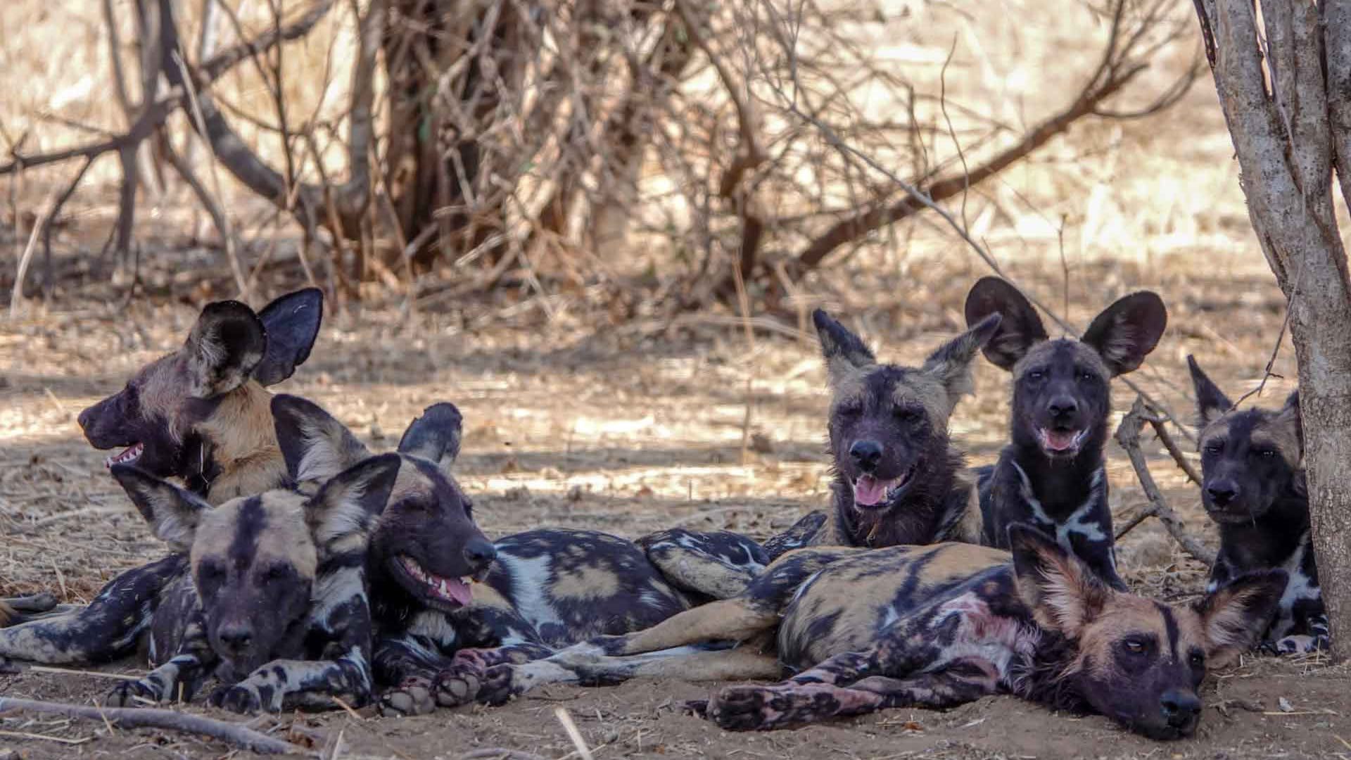 Ruaha National Park