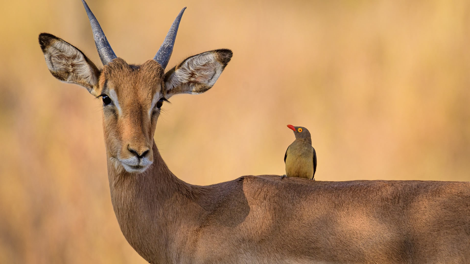 Semuliki National Park