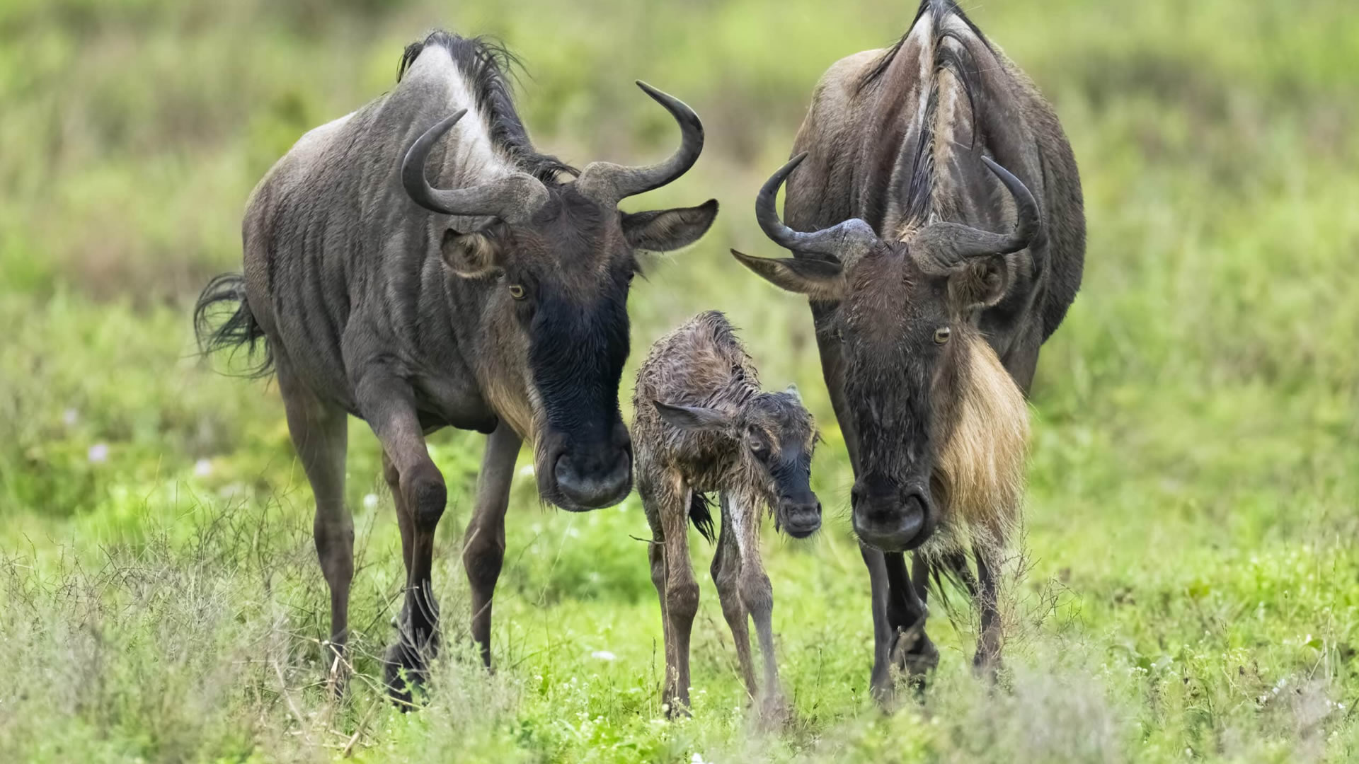 Serengeti National Park