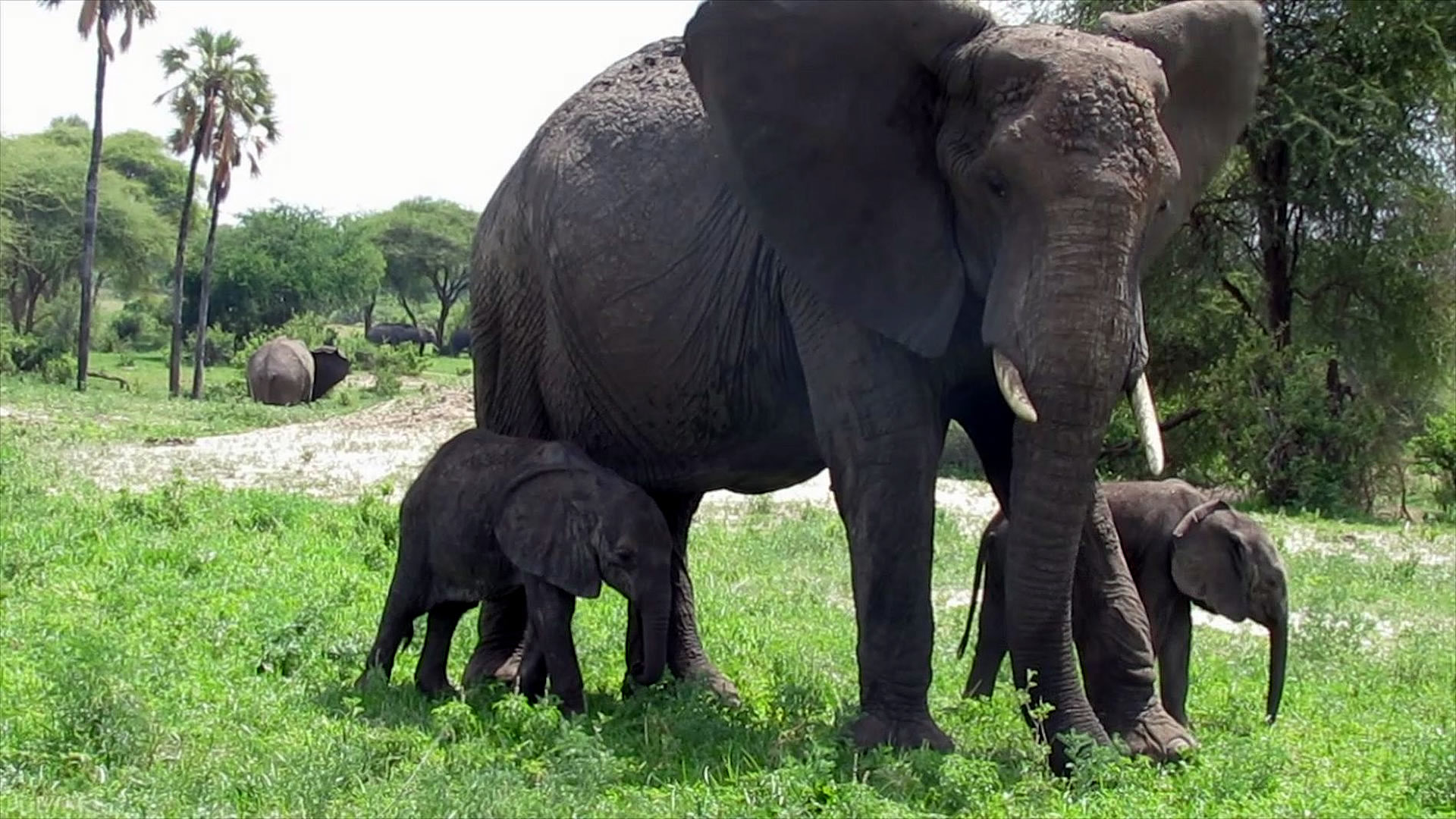 Tarangire National Park