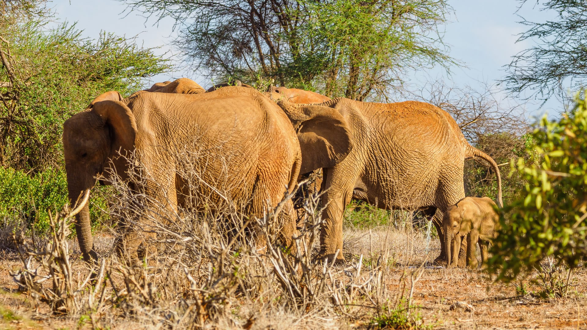 tsavo east national park