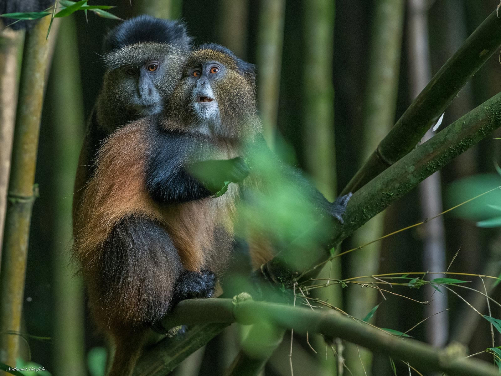 golden monkey trekking - volcanoes national park