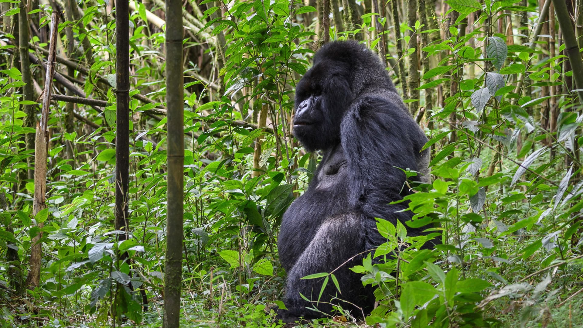 gorilla trekking - volcanoes national park