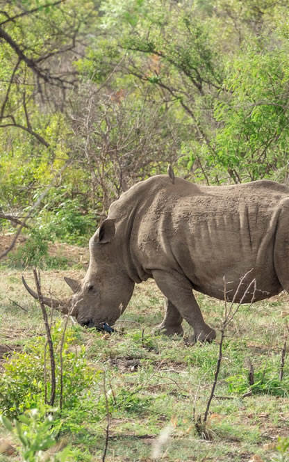 10 Days Wildlife Odyssey