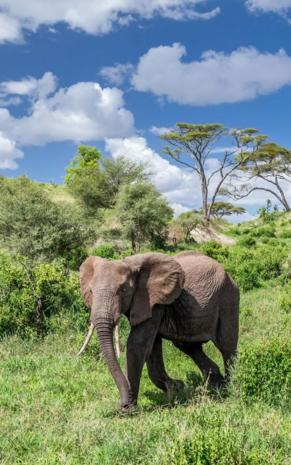 9 Days Wilderness Lagoon Safari