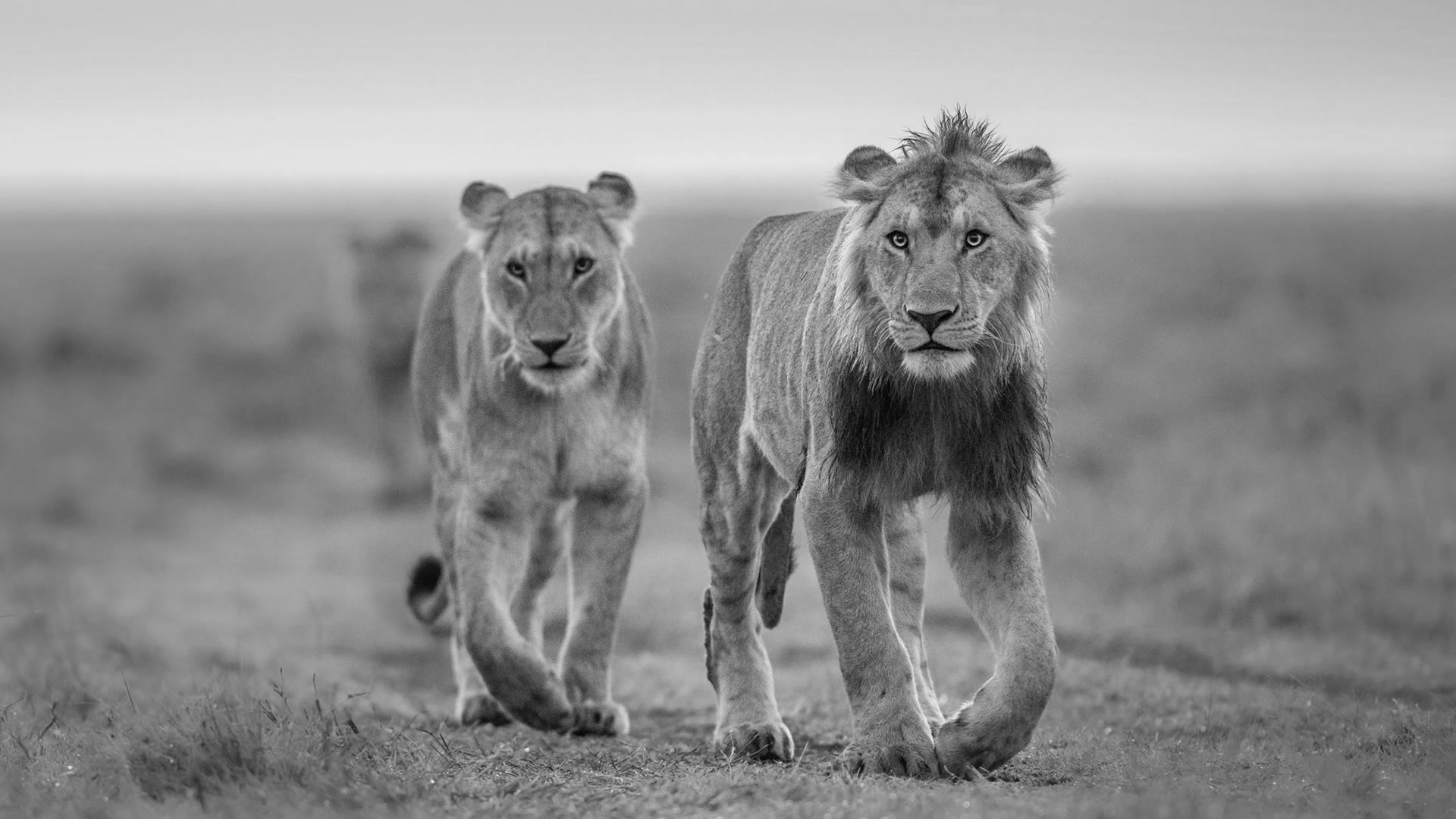 adventure safaris