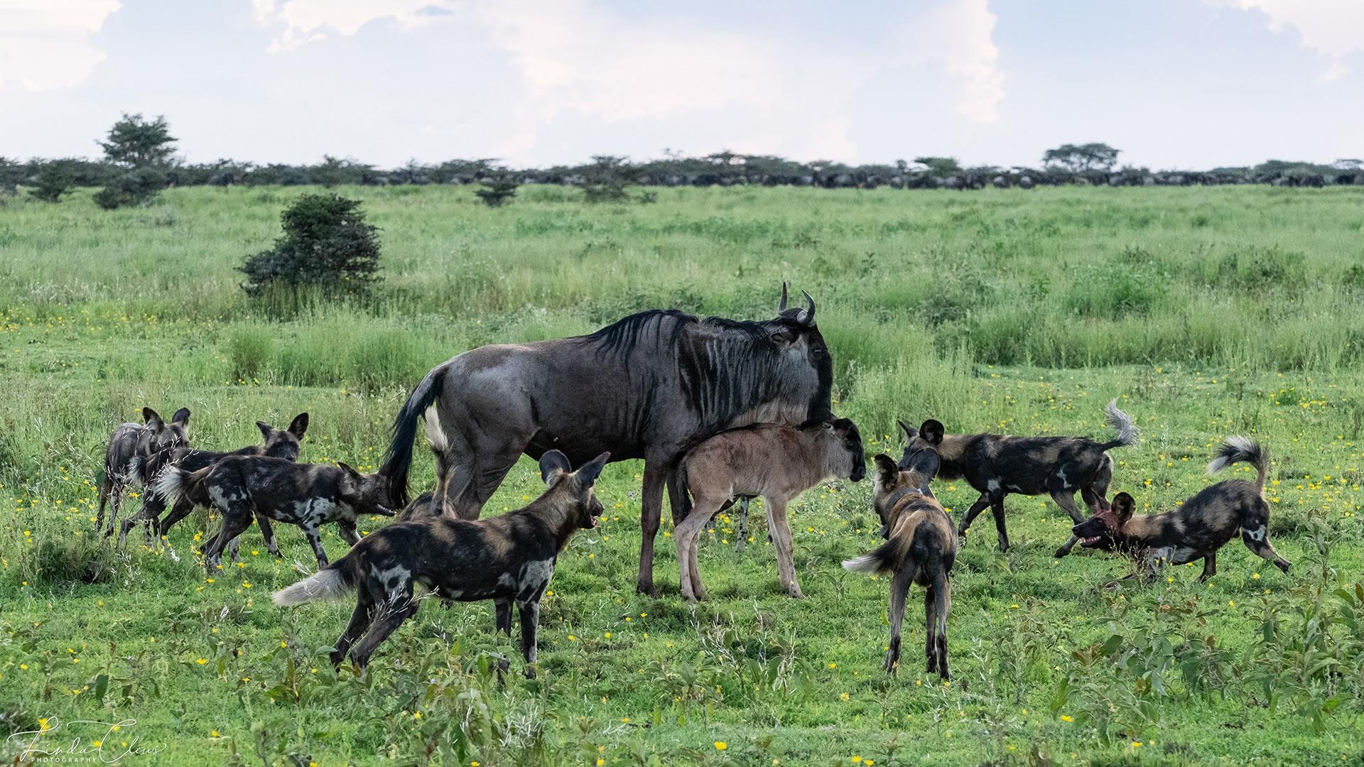wildlife safaris